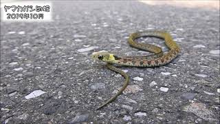 ヤマカガシ幼蛇 Tiger keelback Rhabdophis tigrinus【毒ヘビ】【特定動物】 [upl. by Leler571]