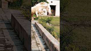 Ghoda 🐴Dekho bhai yah video Lekar Aaya hunhorser horselover animals 💯factsinhindi amazingfact [upl. by Inahc]