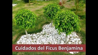 Cuidados del FICUS BENJAMINA [upl. by Tai]