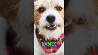 How Dangerous Rabies Virus Can be rabies rabiesvaccine shorts rabiesprevention [upl. by Philipps]