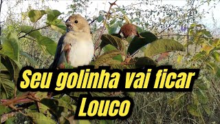 Fêmea de golinha chamando para esquentar o macho [upl. by Ahseki693]