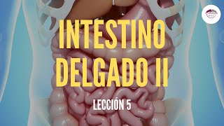 5 EL INTESTINO DELGADO II ESTRUCTURA Y FUNCIÓN DEL SISTEMA DIGESTIVO [upl. by Oetsira]