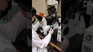 How to perform a CRISPRCas9 Microinjection C Elegans [upl. by Alyat]