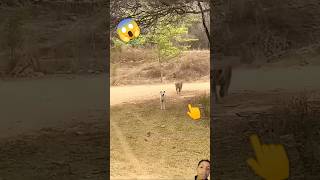 Lepord attack🐯 on dog😱 animals tiger wildlife [upl. by Ainwat]