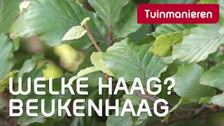 Welke haag kies je De Beukenhaag  Plantenkennis  Tuinmanieren [upl. by Jillana]