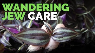 Wandering Jew Plant Care Growing Tradescantia Zebrina [upl. by Marquardt]