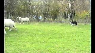 Sheepdog Training With Ted Hope Pt 4 [upl. by Mcnalley]