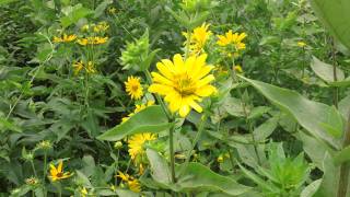 Rosinweed  Silphium integrifolium blooming at Ion Exchange [upl. by Cherilynn]