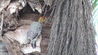 Golden cheeked Woodpecker [upl. by Nosnarb]