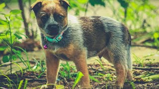 Cattle Dogs and Agility Fun MatchesReady to Take the Challenge [upl. by Cadal]