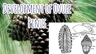 Development of Megasporangium ovule  Pinus  Gymnosperms [upl. by Richardo]