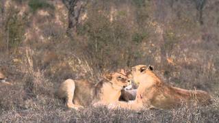 Tailless Lioness Reunites with Tsalala Lion Pride  Londolozi [upl. by Orpha]