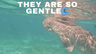 Rare Dugong Encounter in Coron Philippines [upl. by Gentes]