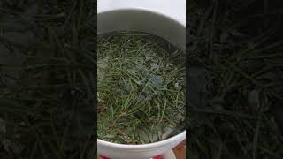 Let’s Make Pine Needle Tea [upl. by Inafit]