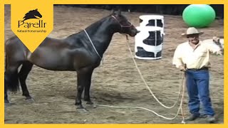 Parelli Natural Horse Training Tip  What Is Respect [upl. by Akinaj]