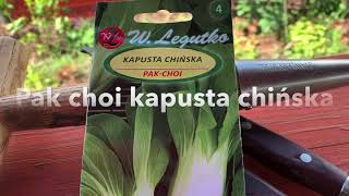 PAK CHOI kapusta chińska uprawa [upl. by Cleopatre]