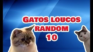 Gatos engraçados e Loucos Random 10  Funny and Crazy Cats [upl. by Eilraep716]