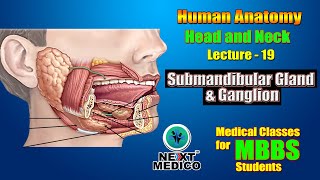 NEXT MEDICO 2022 l Head and Neck l Submandibular Gland amp Ganglion l Lectur L19 [upl. by Lleynod]