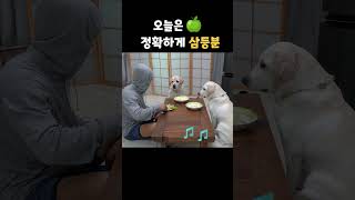 사람탈 쓴 리트리버랑 과일 먹다 주인이 나가버린 이유 shorts [upl. by Lustig11]