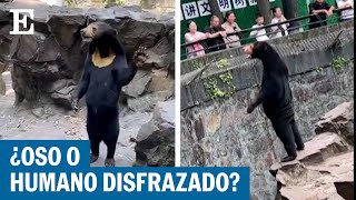 CHINA  Un zoo desmiente que uno de sus osos sea un hombre disfrazado  EL PAÍS [upl. by Sapienza]