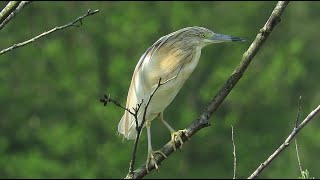 Squacco heron  Ardeola ralloides  Crabier chevelu  Ralreiger  Virelles  Belgium  May 13 2023 [upl. by Ojaras]