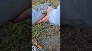 FRESH STEELHEAD  RIVER FISHING fishing catchandrelease troutfishing sportfishing [upl. by Flita15]