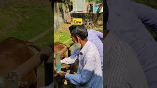 Cow Treatment cattle treatment for fever shorts cow trending funny [upl. by Wyne138]