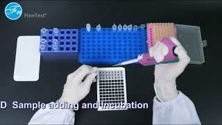 FineTest® ELISA Kit Operation GuideSandwich [upl. by Sion]