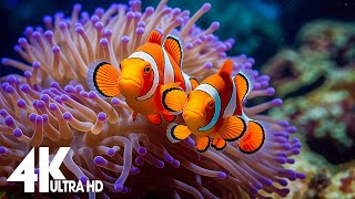 Aquarium 4k VIDEO ULTRA HD  Captivating Moments with Beautiful Coral Reef Fish  Relaxing music [upl. by Edita]