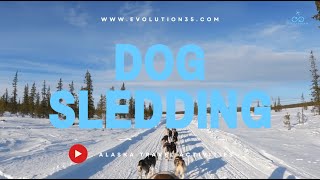 Dog Sledding  Alaska Activity [upl. by Goodrow]