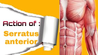 Action of muscles Serratus anterior action 3D [upl. by Araid244]