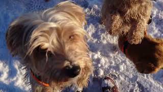 Winter in Bocholtz  Spaziergang mit puppies [upl. by Sifan]