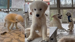 Cute amp Funny Golden Retriever Puppy [upl. by Anar]