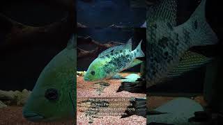 The Ornate Cichlid Mesoheros Ornatus [upl. by Nirihs]