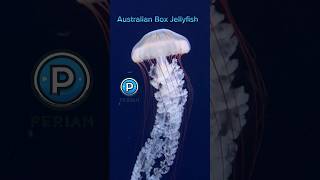 Australian Box Jellyfish [upl. by Ecyac]