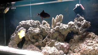 MY Yellow tang Clown fish niger trigger Picasso trigger singapore angel Foxface Rabbitfish [upl. by Aicinat957]