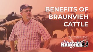 Benefits of Braunvieh  The American Rancher [upl. by Kienan]