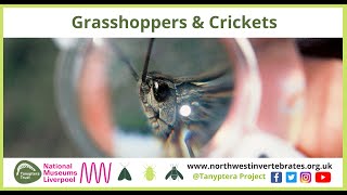 UK Grasshoppers amp Crickets [upl. by Ellette800]