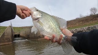 Huge winter crappie fishing a Moonlit fiberglass fly rod and original large arbor Danielsson reel [upl. by Reynolds]