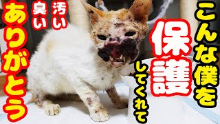 【野良猫 保護】野良猫ボスがガリガリ病気になり愛されたいと起こした行動が・・・ [upl. by Bernetta]