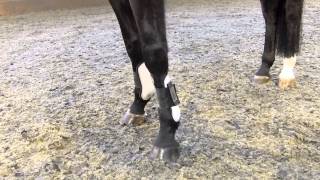 Conformation amp Correctness In A Dressage Horse [upl. by Einafets969]