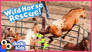 Horse Jumps Over Fence To Escape With His Family  Rescued  Dodo Kids [upl. by Gizela]