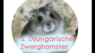 10Fakten Dsungarischer Zwerghamster [upl. by Berty]