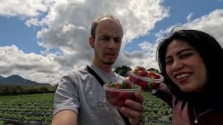 Redberry Strawberry Farm  George South Africa Full Video [upl. by Wilbur]