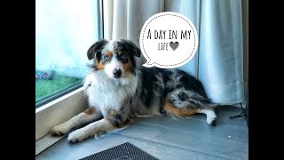 A day in the life of my mini Aussie [upl. by Rodrigo]