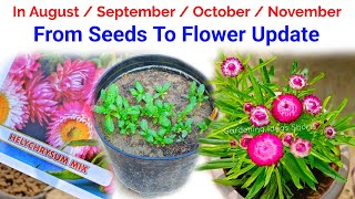 Grow Helichrysum From Seeds To Flower Update  Helichrysum From Seeds How To Grow [upl. by Eleanor]