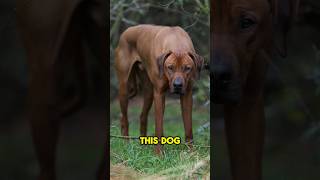 The Rhodesian Ridgeback 🔥 AWESOME Dog [upl. by Anwat]