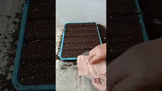 how to propagate onions from seed [upl. by Sapphira325]