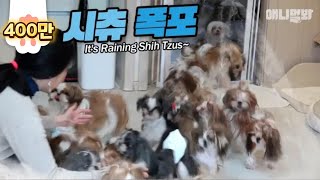 시츄가 많으면 할 수 있는 것 1 ㅣThe Shih Tzus Tide Is Flowing What You Can Do With Lots Of Shih Tzus EP1 [upl. by Galasyn97]