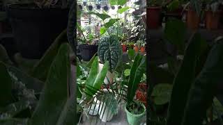 Philodendron X Anthurium plants tanamanindoor nature tanamanhiastermurah garden tanaman [upl. by Hagar151]